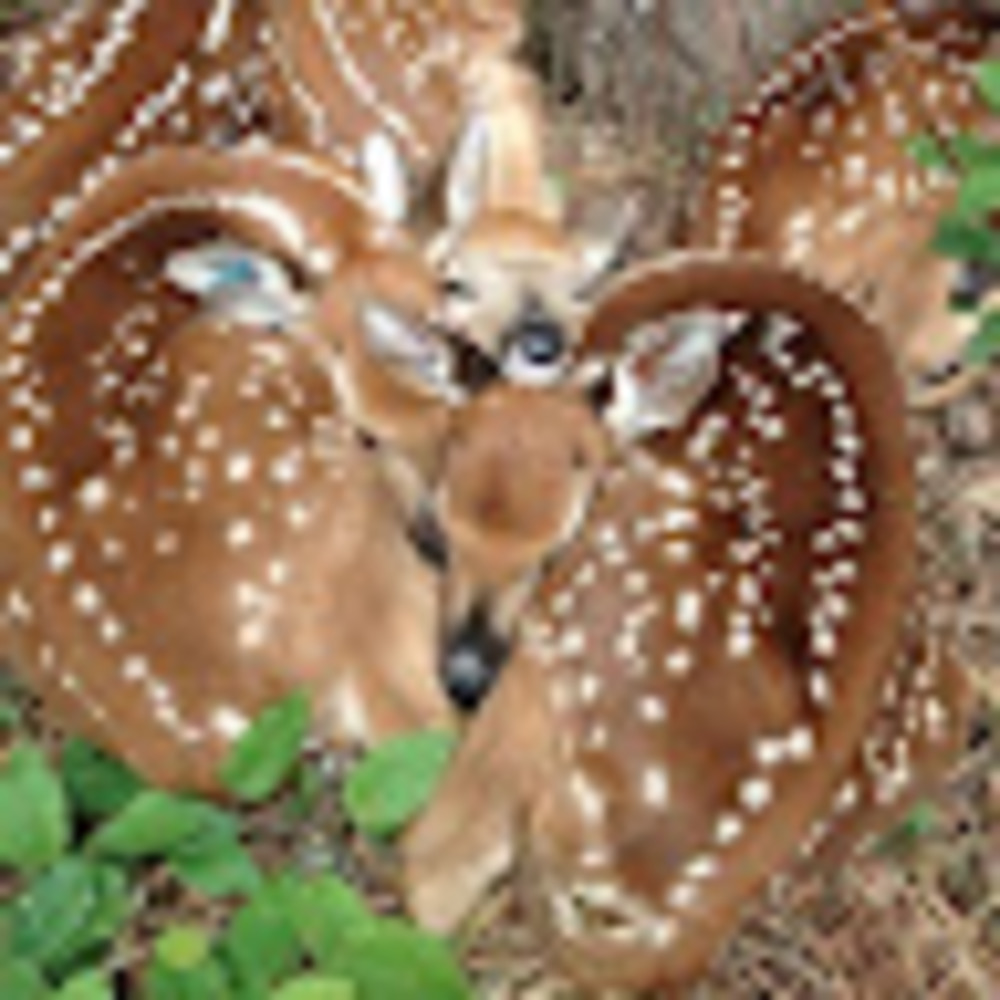 Meet your Posher, Maighan